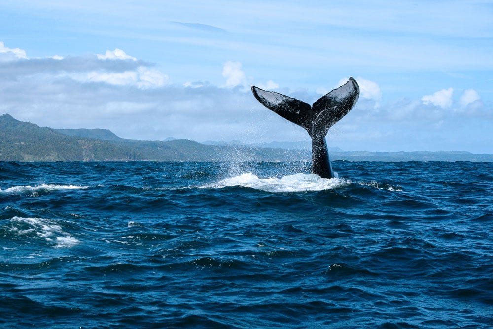 Samana Whale Watching Tours - Humpback Whales in Samana Bay Dominican Republic.